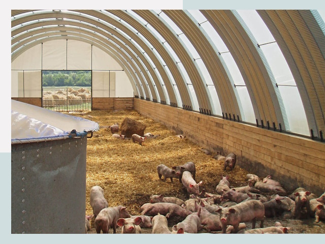 Строительство свинарников в Михайловке